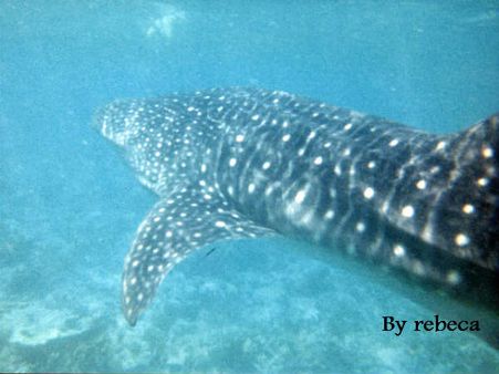 కాకినాడ మత్స్యకారుల వలలో చిక్కిన పులి బొక్కిసొర