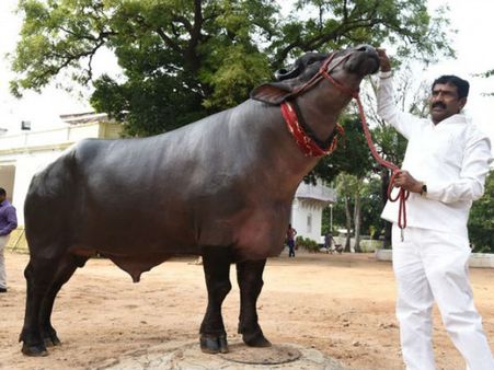 సదర్ స్పెషల్: రూ. 25 కోట్ల షహెన్ షా(దున్నపోతు), ప్రత్యేకతలివే!