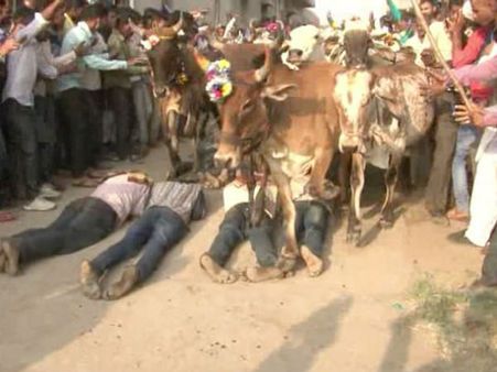 గోవులతో తొక్కించుకుంటే శుభం కలుగుతుందని!: మధ్యప్రదేశ్‌లో ఆచారం..