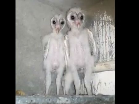 విశాఖలో వింత జీవులు: మనుషుల్లాగే నిలుచుని!.. వైరల్ 'వీడియో'