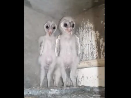 అవి వింత పక్షులు కాదు, గుడ్లగూబ జాతికి చెందిన జిలుగు పక్షులు