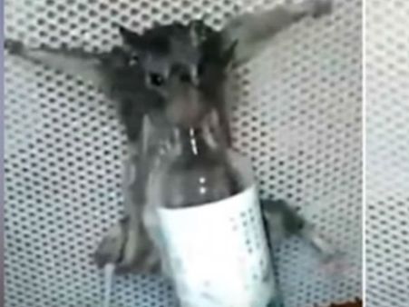 షాకింగ్: చిన్న బ్రెడ్డు ముక్క దొంగిలించిందని.. బలవంతంగా మద్యం తాగించి, సజీవంగా కాల్చి...