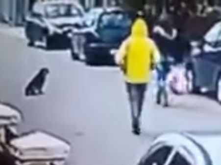 యువతిని కాపాడిన ఊరకుక్క, దొంగకు చుక్కలు చూపించింది (వీడియో)