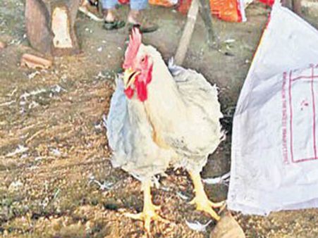 బాహుబలి...ఈ బ్రాయిలర్ కోడి!...బరువులో రికార్డు