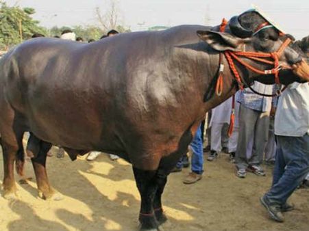 జన్మభూమిలో బాహుబలి ఎద్దులు: ఆవు కుమ్మేసి వ్యక్తి మృతి