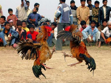 కోడిపందాలకు పందెంరాయుళ్ళు రెడీ...చర్యలకు పోలీసులు సమాయత్తం...సుప్రీం తీర్పుపై ఎవరి భాష్యం వారిదే...