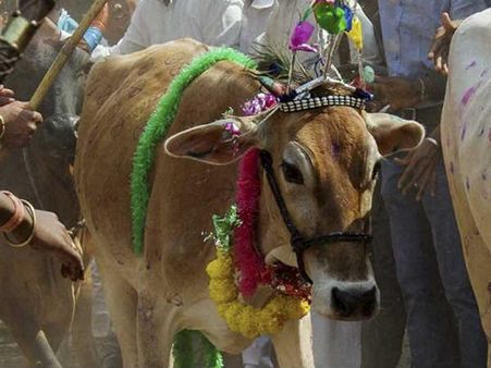 ఆవుల్ని దొంగిలించారు: ఇద్దరు దళిత యువకులకు గుండు కొట్టించారు