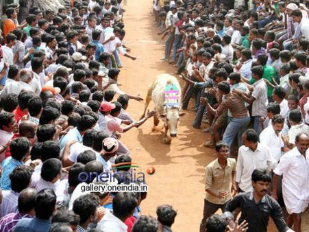చిత్తూరు జిల్లాలో జల్లికట్టు జోష్: 20 మందికి గాయాలు