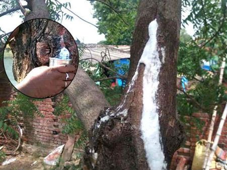  వేప చెట్టు నుంచి కారుతున్న పాలు... తాగితే నయమవుతున్న రోగాలు!