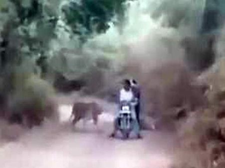 రెండు పులులు బైకర్ చుట్టూ ప్రదక్షిణ చేశాయి, ఎక్కడంటే?