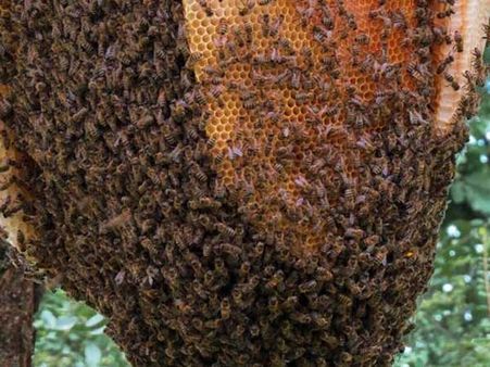  తేనెటీగల దాడి: భర్త మృతి, భార్య పరిస్థితి విషమం!