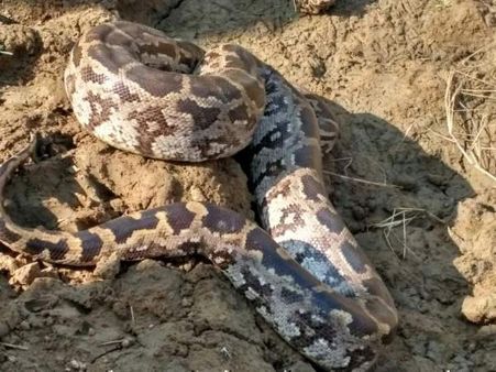 పాము మాంసం కోసం ఆ గ్రామస్థులు ఏం చేశారంటే?