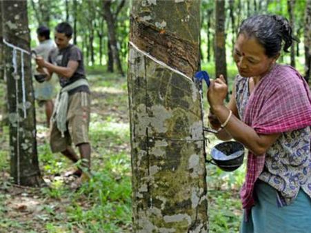 త్రిపుర గెలుపులో ఆ 20 ఎస్టీ సీట్లే కీలకం: రబ్బర్ ప్లాంటేషన్ కూడా!!