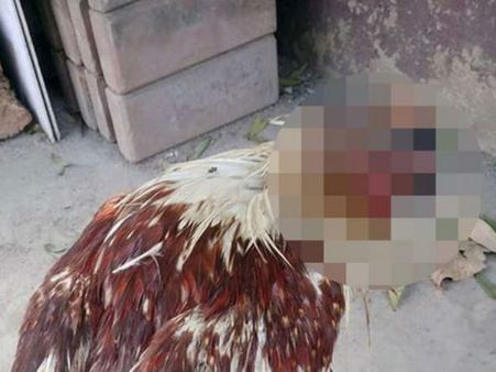 తల లేకపోయినా.. బతికే ఉన్న కోడి: థాయిలాండ్‌లో వింత..