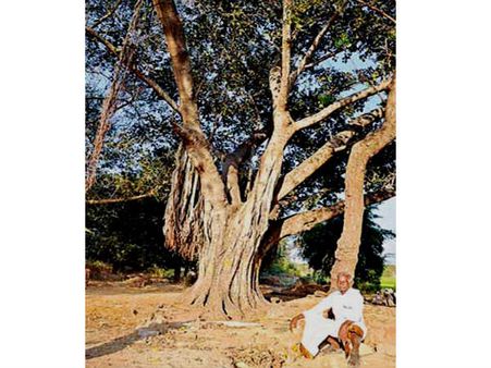 ఈ చెట్టు కొడితే అంతే!...కాపలా కోసమే ఒక రెవిన్యూ ఉద్యోగి