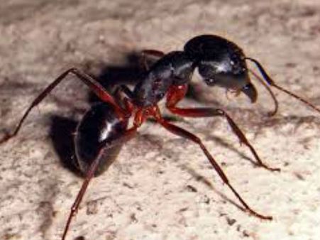 విచిత్రం: చీమ కుట్టి మహిళ మృతి, ఎక్కడో తెలుసా?