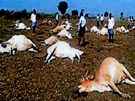 విషాదం:విషపూరితమైన గడ్డి తిని...56 గోవులు మృతి