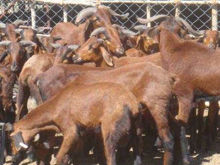 ప్రతి కుటుంబానికి 10 పొట్టేళ్లు:ఎపి గవర్నమెంట్ సరికొత్త పథకం