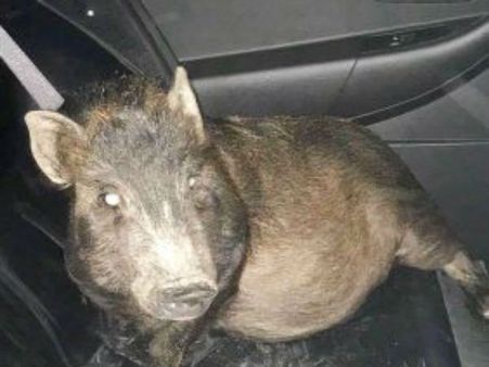 ఆ రాత్రి అతన్ని భయభ్రాంతులకు గురిచేసిన 'పంది'..