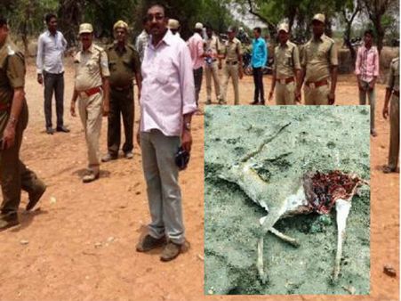 అనంతపురం:చిరుతల దాడులతో...బెంబేలెత్తుతున్న జనం