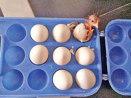 విచిత్రం:ట్రేలో పుట్టిన కోడిపిల్ల...పొదగకుండానే పుట్టింది