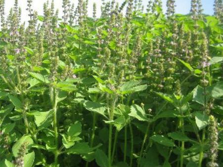 తులసి గొప్పతనం: ప్రతీ ఇంటిలో ఆ చెట్టు పెంచడం వెనుక కారణం?