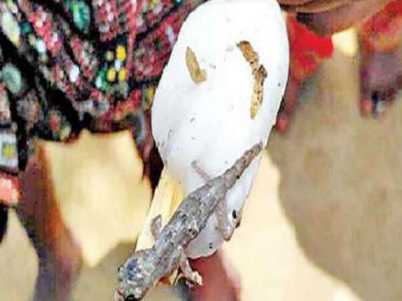 బాబోయ్:అతడు తిన్నది పుల్ల ఐస్ కాదు...బల్లి ఐస్...ఎక్కడంటే?