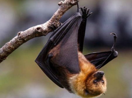 తెలంగాణలో నిఫా వైరస్ లేదు: ఆ ఇద్దరి టెస్ట్ నెగిటివ్