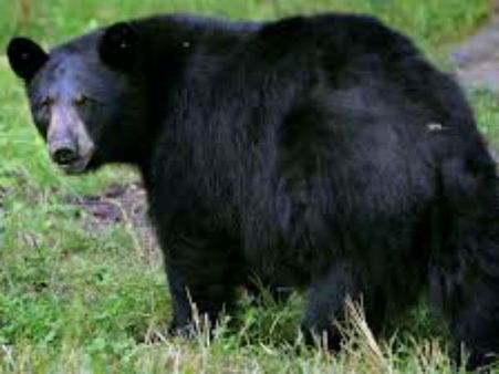 శ్రీకాకుళం జిల్లాలో ఎలుగుబంటి బీభత్సం:ఒకరి మృతి,ఆరుగురికి గాయాలు