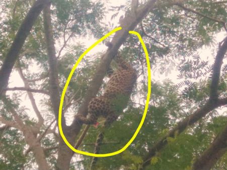 చిరుతకు సినిమా చూపించిన వీది కుక్కలు, చెట్టు ఎక్కికుర్చుంది, మాతోపెట్టుకోకు, చివరికి!