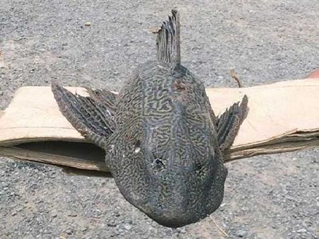 ఫెర్రీ ప్రాంతంలో రాకాసి చేపలు...బెంబేలెత్తుతున్న మత్స్యకారులు