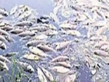 రూ.30 లక్షల విలువైన చేపలు మృతి:విష ప్రయోగమే కారణమా?