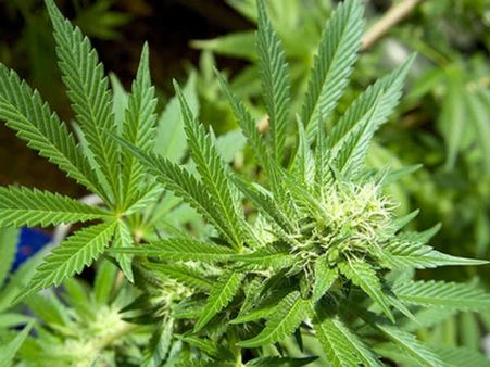 కెనడాలో ఇక గంజాయి అధికారికం: దానిని మనం మార్చేశామని ప్రధాని ట్వీట్