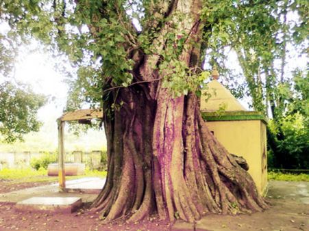 శాస్త్రం(శాస్త్రీయం)తో రావి చెట్టును పూజించుటకు గల కారణం తెలుసా?