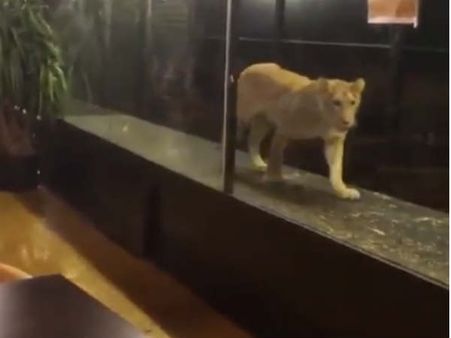 ఆ హోటల్‌లో సింహాలు, మొసళ్లు మధ్య టీ తాగాల్సి ఉంటుంది