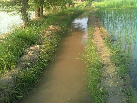 తనకంటే 30 ఏళ్లు పెద్దదైన మహిళను...కోరిక తీర్చమన్న అపరిచితుడు:ఒప్పుకోలేదని నీటిలో ముంచి చంపేశాడు