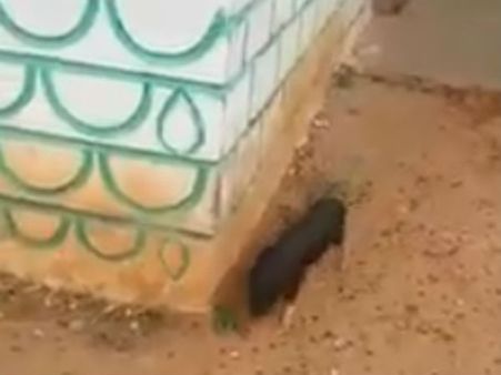 వింత: దేవాలయం, మసీదు చుట్టూ ప్రతి రోజూ పంది ప్రదక్షణలు, వైరల్ వీడియో!