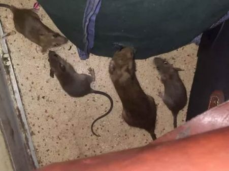 రైల్లో ఎలుకలు తిరిగాయి...రూ.19వేలు చెల్లించండి