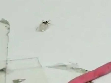 అద్భుతం.. ఆశ్చర్యం: రూ.10 లక్షల వజ్రం దొంగిలించే ప్రయత్నం చేసిన చీమ!!