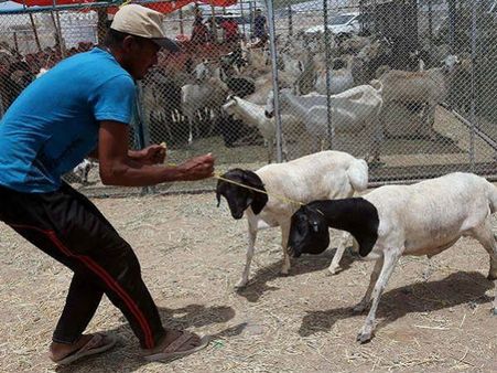 కూటి కోసం కోటి విద్యలు: బక్రీద్ సమయంలోనే ఈ వ్యక్తి అశోక్ నుంచి అహ్మద్ అవుతాడు