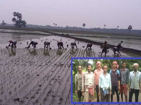 గోదావరి జిల్లాల పొలం పనుల్లో బెంగాల్‌ కార్మికుల హవా!:రైతులకు లాభం...స్థానిక కూలీలకు నష్టం