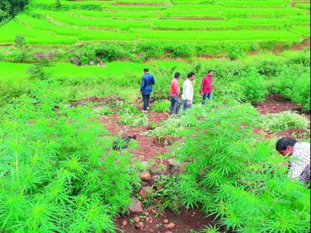 విశాఖ:ఏవోబీలో గంజాయి జోరు...దాడులకు వెనుకాడుతున్న ఎక్సైజ్, పోలీసుశాఖలు