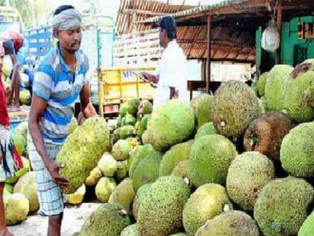 అరకు కాఫీ తరహాలో పాడేరు పనస వ్యాపారం...ప్రాజెక్ట్ రూపకల్పనలో గిరిజన శాఖ అధికారులు