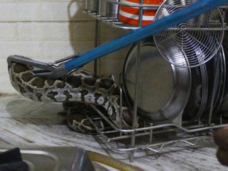 ఆ ఇంటికి అనుకోని అతిథి: కిచెన్‌లో ప్రత్యక్షమైన భారీ కొండచిలువ