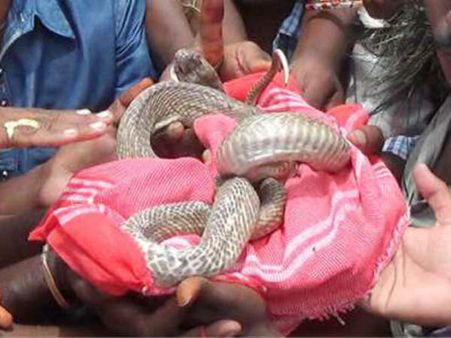 ఆ పాము ఎందుకు చనిపోయిందంటే?...దుర్గాడ పాము మరణంపై అటవీ శాఖ అధికారుల నివేదిక