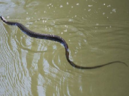 పాములు బాబోయ్ పాములు...ఊళ్లనిండా వందల సర్పాలు:కేరళలో కాదు ఆంధ్రాలోనే!