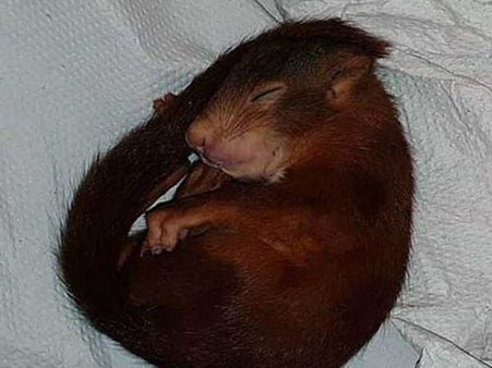 వ్యక్తిని రోడ్ల వెంట పరుగెత్తించిన చిన్ని ఉడుత: ఆ తర్వాత ఏం జరిగిందంటే... ఆసక్తికరం