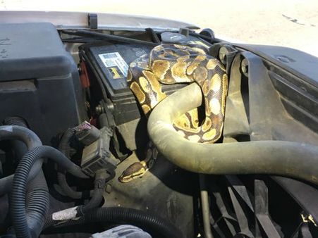 ఆ మహిళ కారు డిక్కీ తెరవగానే ఇంజిన్ పక్కన 4 అడుగుల పైథాన్