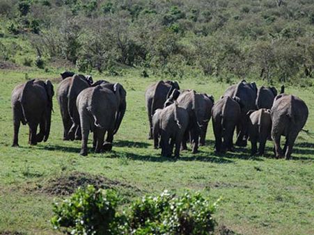 ఘోర కలి: దంతాల కోసం 100 ఏనుగుల ఊచకోత