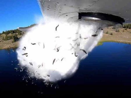 అమేజింగ్ వీడియో!: విమానం నుంచి సరస్సులోకి చేపల వర్షం, ఎందుకంటే?